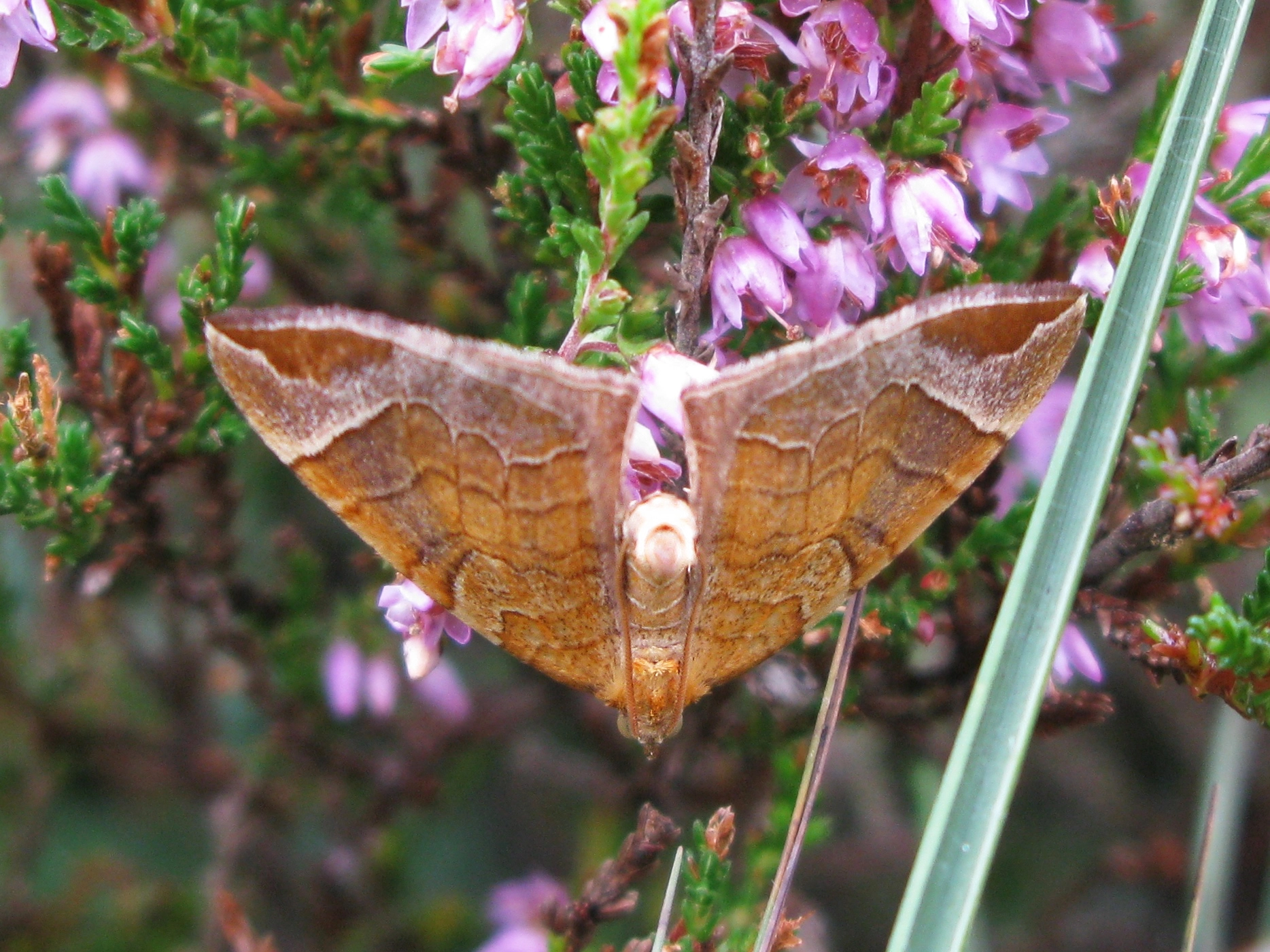 Marian Schut, oranje agaatspanner – Eulithis testata, Kroondomein Het Loo, 23 augustus 2008.jpg
